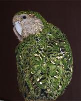 Kakapo, Critically Endangered